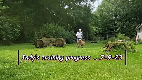 Indy's Training Progress 7 9 23