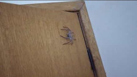 Se tiver uma aranha na casa de banho deixe um bilhete na porta!