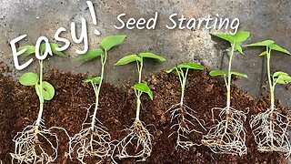 How to Start Seeds for Beginners