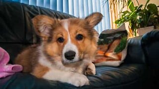 Corgi hader ejerens beatboxing