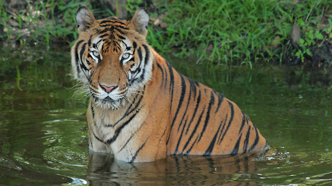 Ex Circus Tiger Starts New Life At Florida Sanctuary: WILDEST ANIMAL RESCUES