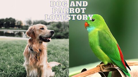 Dog and Birds/Parrot love