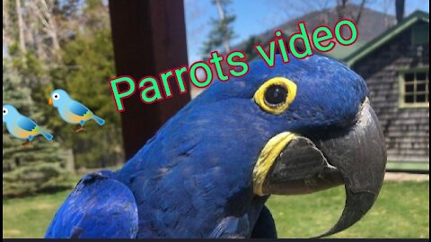 Parrots video
