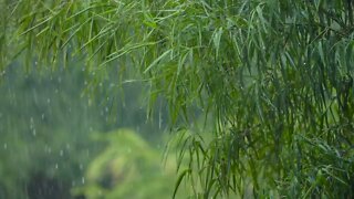 Long Shot of Torrential Rain in a Forrest