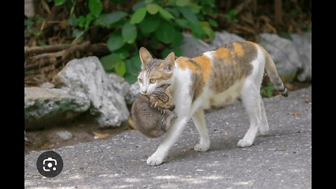 Furious Feline: Mother Cat's Stern Lesson to Curious Kitten!