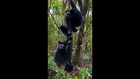 Scary sound of Indri Lemur In The July....