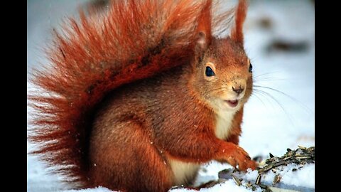 Best and funniest squirrel & chipmunk videos - Funny and cute animal