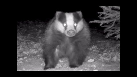 Nose to the ground - European badgers on a forest mission | Wild life | Trail camera |