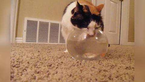 "Cat Drinks Water from Fish Bowl"