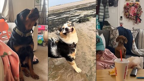 I dare you not to laugh at these FUNNY DOGS 😂