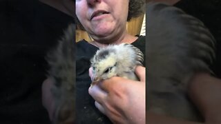 Sick baby chick. Died two days after this video 😢💔