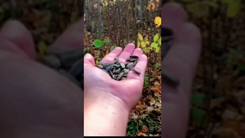 Feeding birds out of my hand￼￼