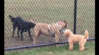 Tucker at the Dog Park - little bundle of joy racing