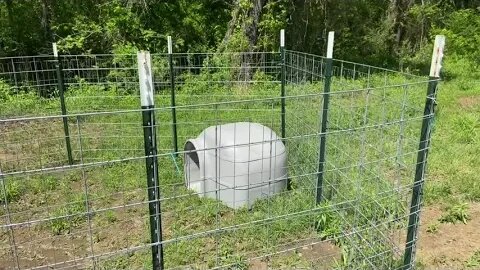 Episode 94 - Cheap Outdoor Dog Pen