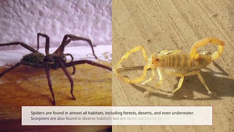 Spiders Vs. Scorpions