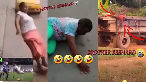 brother bernard People falling Funny videos Try Not to laugh 🤣#funnyvideos #trending #viral