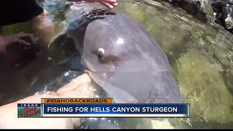 Catching Snake River Sturgeon