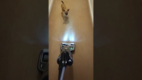 Chihuahua versus Vacuum