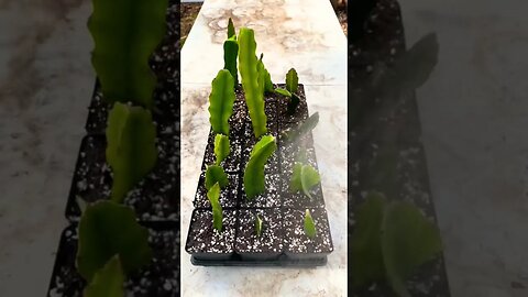 DIY Organic Rooting: Grow Dragonfruit Cacti At Home! | #Shorts