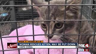 Woman rescues kitten, worries it may be put down