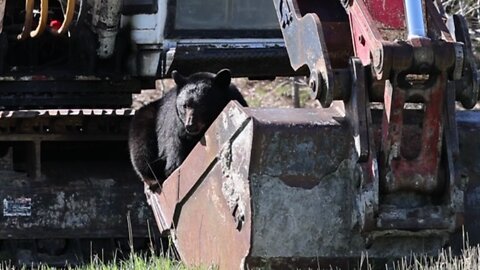 Bear drinks water from excavator's bucket