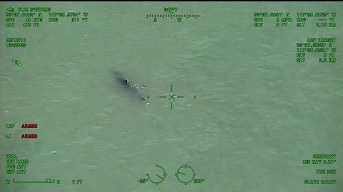 Helicopter crew's shark warning to paddle-boarders