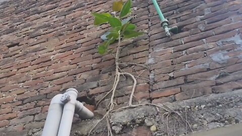 Tree growing without land.rooted in brick