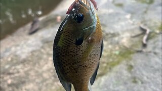 Fishing session 7/2/23: These bluegills are on fire with a worm