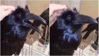 Tam kråke elsker å bli strøket på hodet