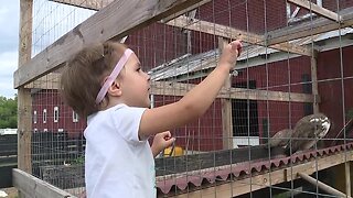 Maybury Farm in Northville is a working farm for all generations to enjoy