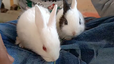 cute baby bunnies 🥰🥰