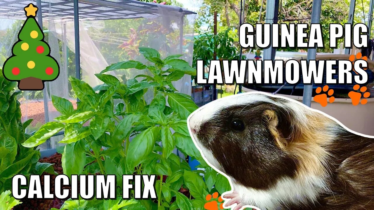 Calcium Toxicity Effects In Guinea Pigs Reference: Chrissy Aquaponics Update Calcium Deficiency Fixed Guinea Pig