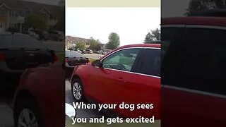 Funny puppy Lucy gets excited seeing her owner on his motorcycle.