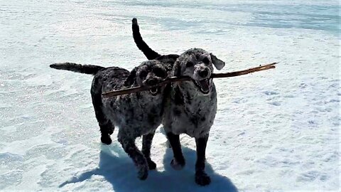 Very Happy Doggies Work Together To Flawlessly Fetch Stick