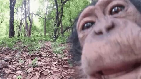 Funny Monkeys Videos - Compilation Part 3