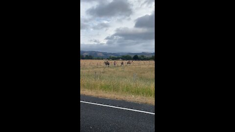 Camels near home