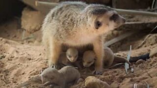Disse nyfødte surikatene er så søte