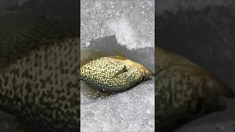 Ice fishing crappie #icefishing #crappie #slabs #fishing #beard