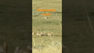 Double Down Pronghorn!