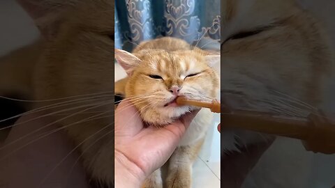 Cat06 Brush your Teeth