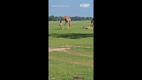 Giraffe intrigued by tiny fawn