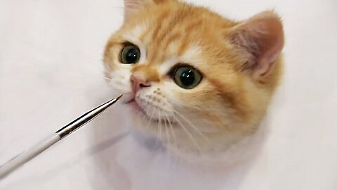 🖌️🎨 Master class: How To Draw A 3D British Shorthair Kitten 🐈🤣