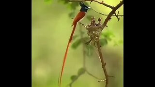 Asian paradise flycatcher.