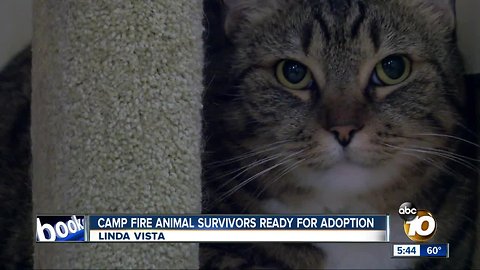 Pets displaced by Camp Fire available for adoption in San Diego