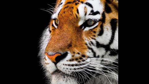 There are 40% more tigers in the wild than previously