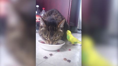 A Bird And A Cat Share A Meal Together
