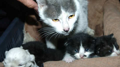 Cat Gives Birth To "Four Kittens And A Dog"