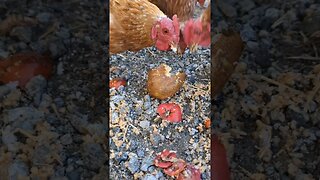 Leftovers for the chickens #homesteading #simplelife #homesteadlife #farmlife #farmanimals #chickens