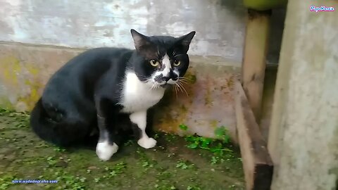 Uninvited Guest: Black and White Stray Cat