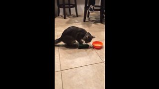 Cat vs. cucumber total fail